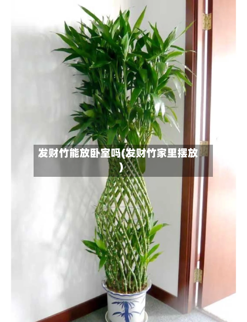 发财竹能放卧室吗(发财竹家里摆放)-第1张图片